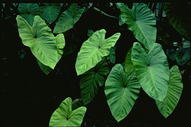 APII jpeg image of Colocasia esculenta 'Fontanesii'  © contact APII