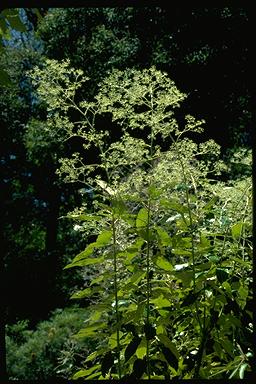 APII jpeg image of Astrotricha latifolia  © contact APII