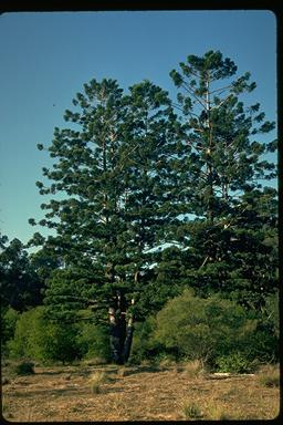 APII jpeg image of Araucaria cunninghamii  © contact APII