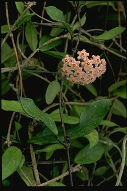 APII jpeg image of Hoya carnosa  © contact APII