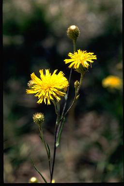 APII jpeg image of Podolepis jaceoides  © contact APII