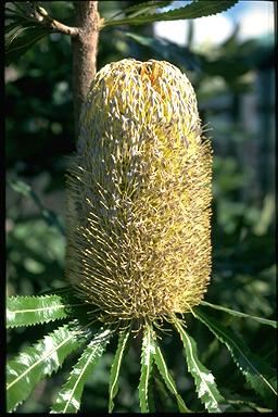 APII jpeg image of Banksia serrata 'Superman'  © contact APII