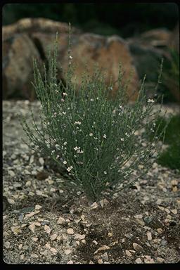 APII jpeg image of Boronia coerulescens subsp. coerulescens  © contact APII