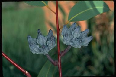 APII jpeg image of Eucalyptus miniata  © contact APII