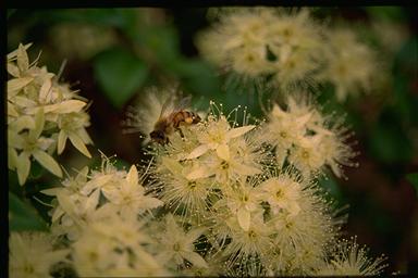 APII jpeg image of Backhousia myrtifolia  © contact APII