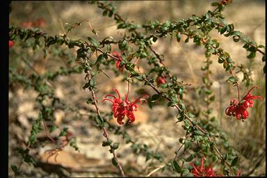 APII jpeg image of Grevillea oldei  © contact APII