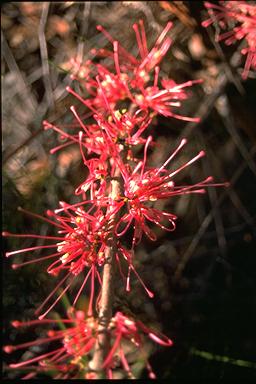 APII jpeg image of Hakea bakeriana  © contact APII