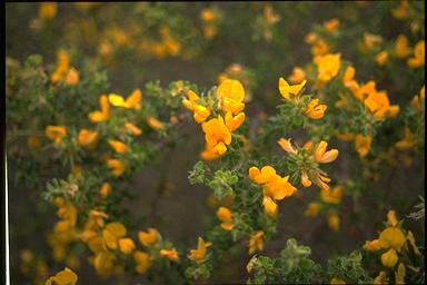 APII jpeg image of Pultenaea tuberculata  © contact APII