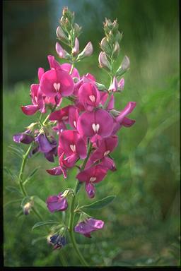 APII jpeg image of Swainsona galegifolia  © contact APII