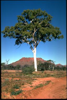 APII jpeg image of Corymbia aparrerinja  © contact APII