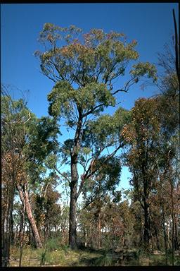 APII jpeg image of Eucalyptus beaniana  © contact APII