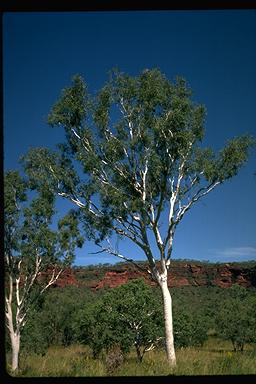 APII jpeg image of Corymbia bella  © contact APII