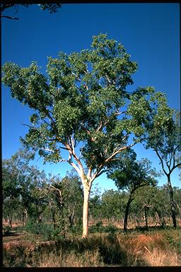 APII jpeg image of Eucalyptus bigalerita  © contact APII