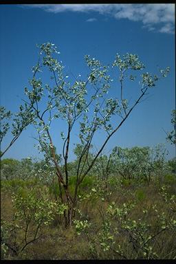APII jpeg image of Eucalyptus ceracea  © contact APII