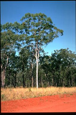 APII jpeg image of Corymbia citriodora  © contact APII