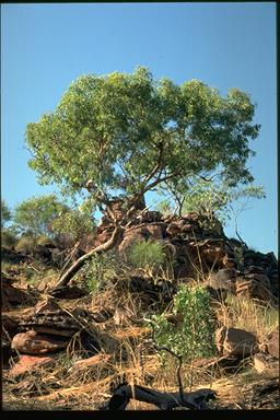 APII jpeg image of Corymbia cliftoniana  © contact APII