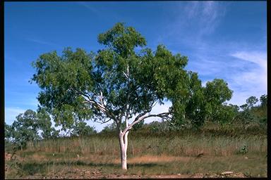 APII jpeg image of Eucalyptus confluens  © contact APII