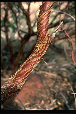 APII jpeg image of Eucalyptus ewartiana  © contact APII