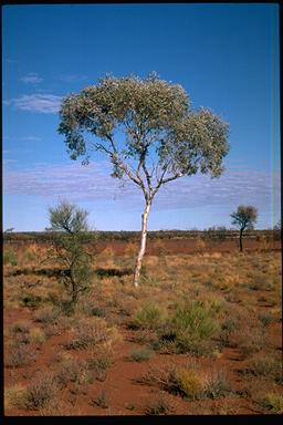 APII jpeg image of Eucalyptus gongylocarpa  © contact APII