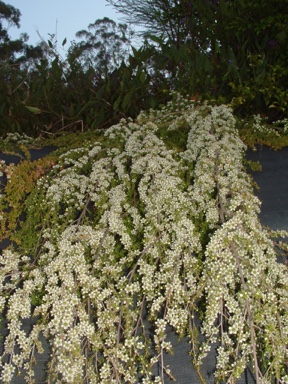 APII jpeg image of Leptospermum polygalifolium 'Coastal Carpet'  © contact APII
