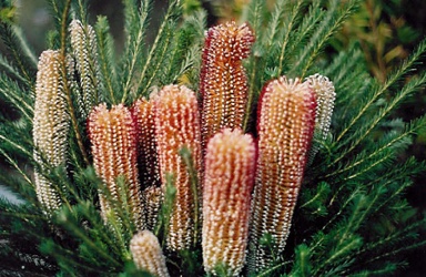 APII jpeg image of Banksia ericifolia 'Bronzed Aussie'  © contact APII