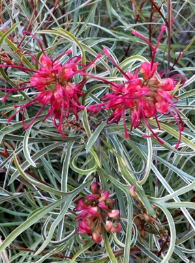 APII jpeg image of Grevillea 'Sharon's Gold'  © contact APII