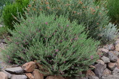 APII jpeg image of Eremophila 'Beryl's Lipstick'  © contact APII