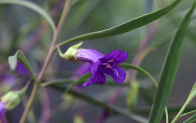 APII jpeg image of Eremophila bignoniiflora 'Meringur Midnight'  © contact APII