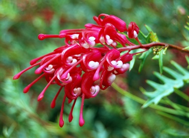 APII jpeg image of Grevillea 'Abracadabra'  © contact APII