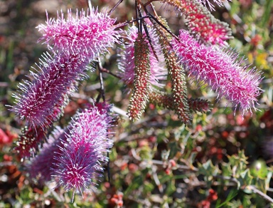 APII jpeg image of Grevillea 'Electric Velvet'  © contact APII