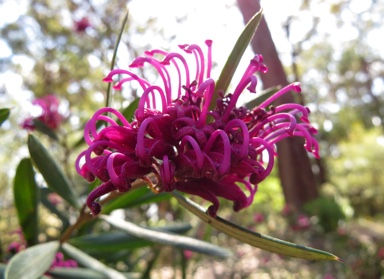 APII jpeg image of Grevillea 'Lawson Queen'  © contact APII