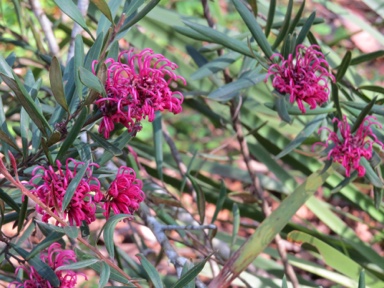 APII jpeg image of Grevillea 'Lawson Queen'  © contact APII