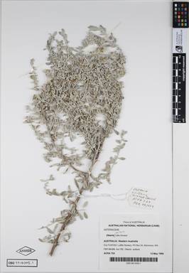 APII jpeg image of Olearia axillaris 'Little Smokie'  © contact APII