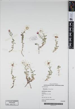 APII jpeg image of Rhodanthe anthemoides 'Sunray Snow'  © contact APII
