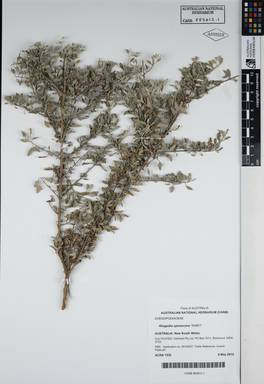 APII jpeg image of Rhagodia spinescens 'SAB01'  © contact APII