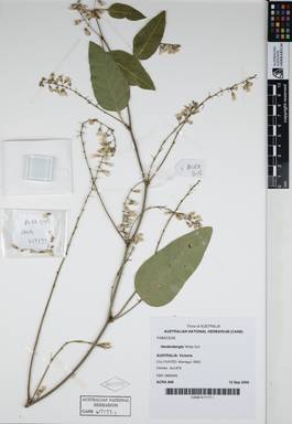 APII jpeg image of Hardenbergia violacea 'White Out'  © contact APII