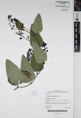 APII jpeg image of Hardenbergia violacea 'Regent'  © contact APII