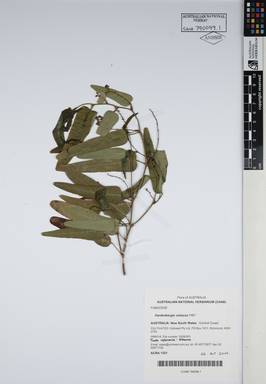 APII jpeg image of Hardenbergia violacea 'HB1'  © contact APII