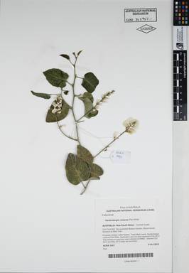 APII jpeg image of Hardenbergia violacea 'Flat White'  © contact APII