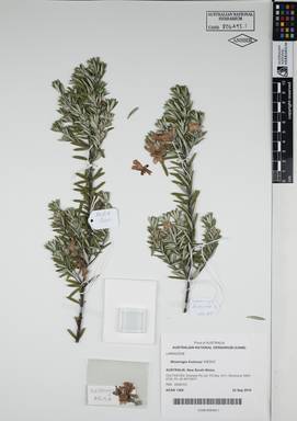 APII jpeg image of Westringia fruticosa 'WES05'  © contact APII