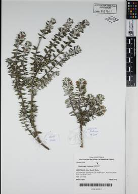 APII jpeg image of Westringia fruticosa 'WES04'  © contact APII