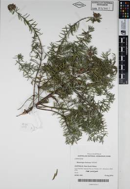 APII jpeg image of Westringia fruticosa 'WES06'  © contact APII