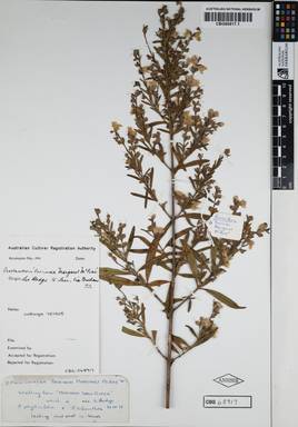 APII jpeg image of Prostanthera lasianthos 'Poorinda Margeret McRae'  © contact APII