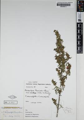 APII jpeg image of Prostanthera rotundifolia 'Poorinda Theme'  © contact APII