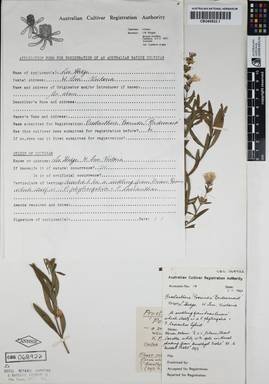APII jpeg image of Prostanthera phylicifolia 'Poorinda Bridesmaid'  © contact APII