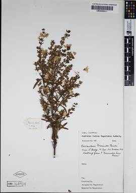 APII jpeg image of Prostanthera lasianthos 'Poorinda Bride'  © contact APII