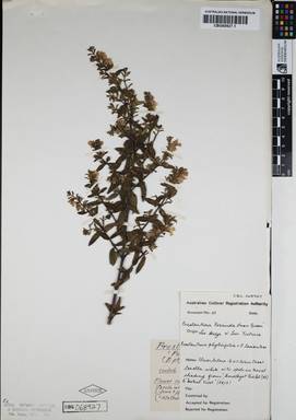 APII jpeg image of Prostanthera phylicifolia 'Poorinda Snow Queen'  © contact APII
