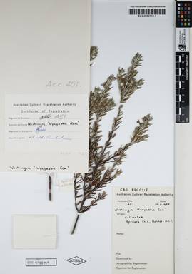 APII jpeg image of Westringia fruticosa 'Wynyabbie Gem'  © contact APII