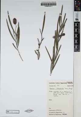 APII jpeg image of Acacia iteaphylla 'Stony Range'  © contact APII