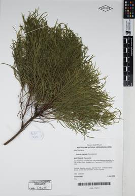 APII jpeg image of Acacia cognata 'Curvaceous'  © contact APII